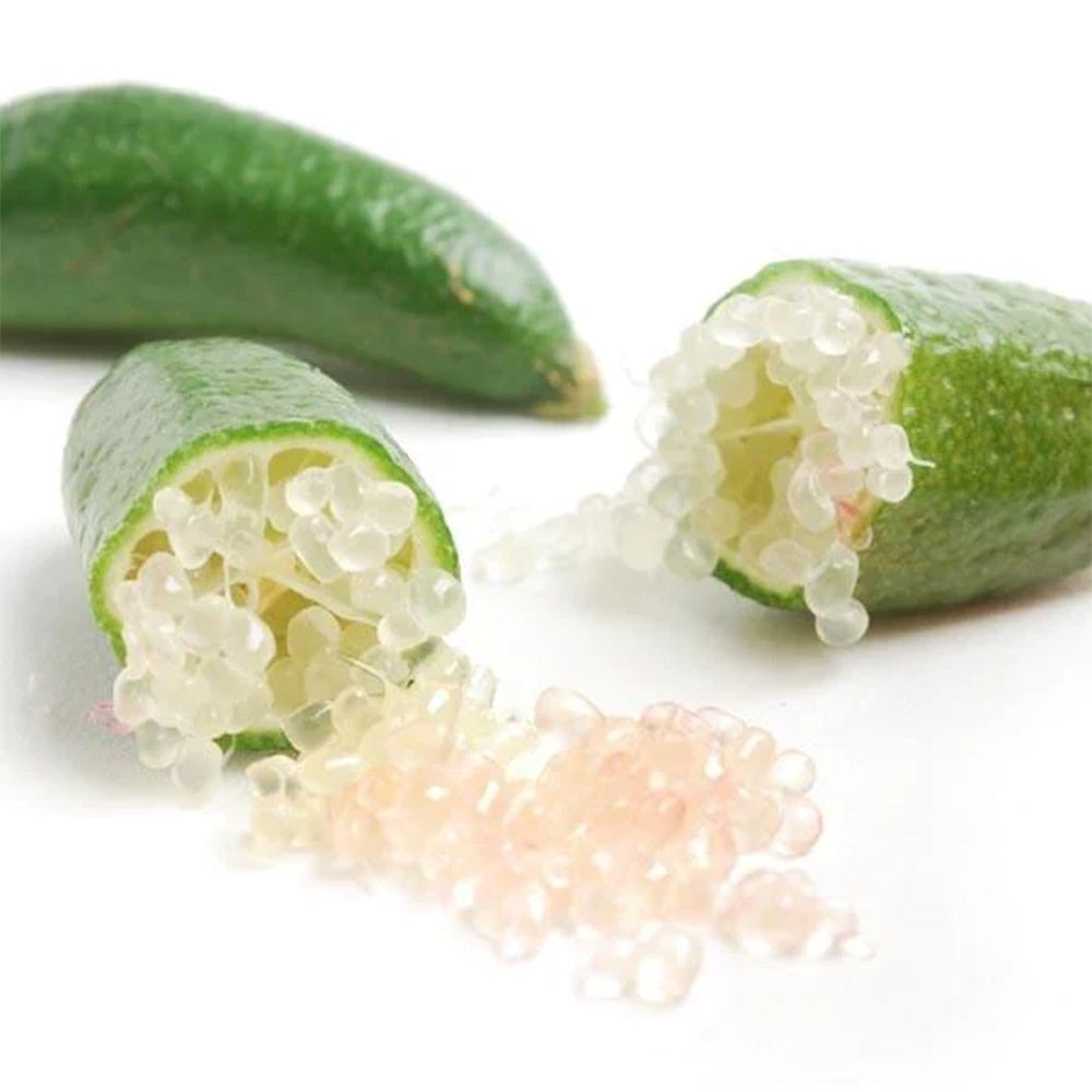 Kaviar citrom (Citrus australasica) – gyöngyös pulpájú egzotikus gyümölcs, örökzöld, teraszra – 40/50 cm