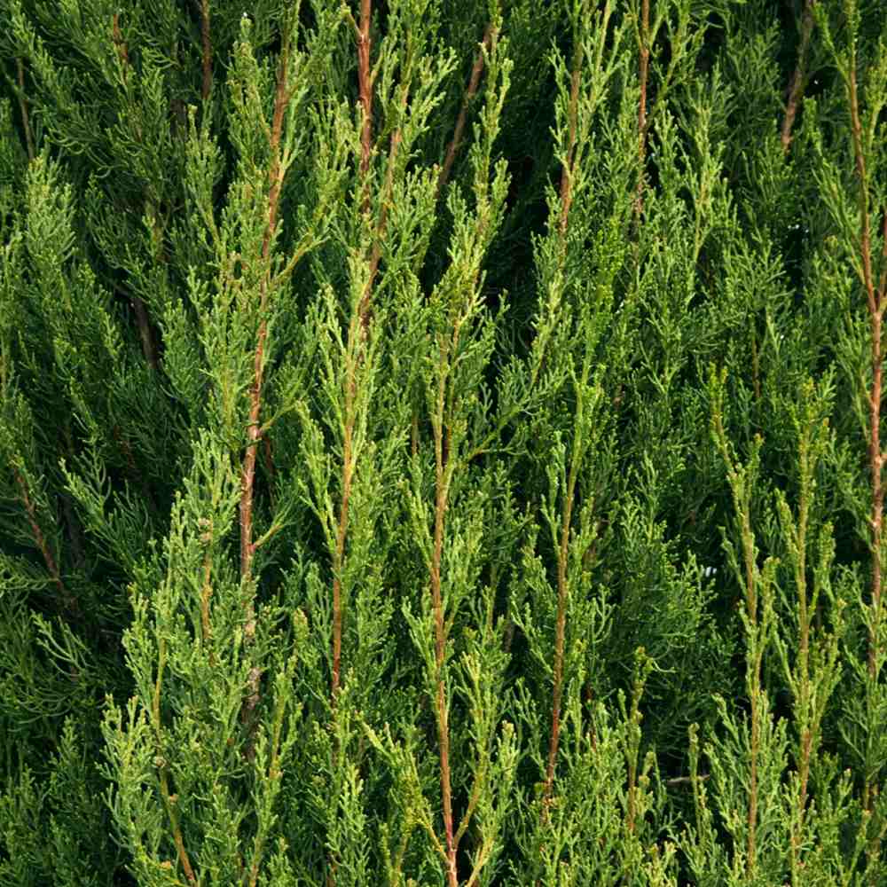 Olasz ciprus ‘Agrimed’, oszlopos mediterrán tűlevelű, örökzöld, szárazságtűrő és mérsékelten fagytűrő, dézsába, sétányok mellé, kapuhoz, mediterrán hangulathoz