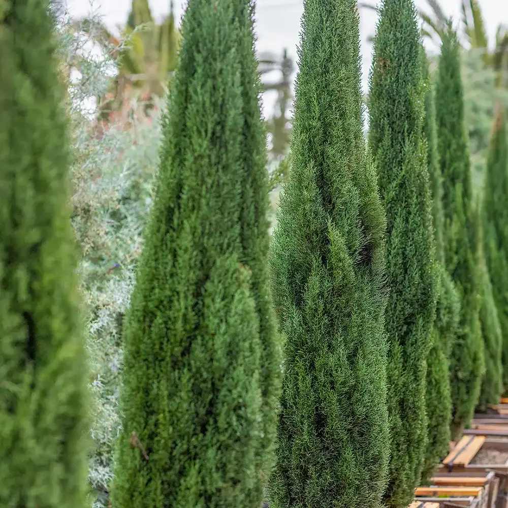 Ciprus 'Bolgheri' – karcsú mediterrán oszlopos örökzöld tűlevelű