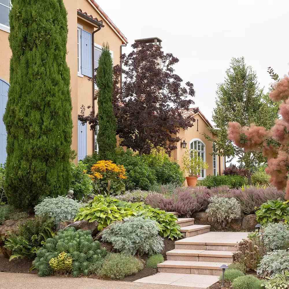 Ciprus 'Bolgheri' – karcsú mediterrán oszlopos örökzöld tűlevelű