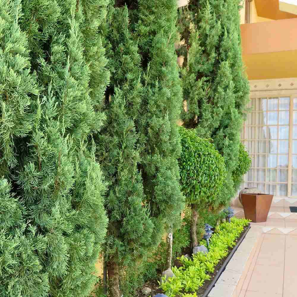 Ciprus 'Bolgheri' – karcsú mediterrán oszlopos örökzöld tűlevelű