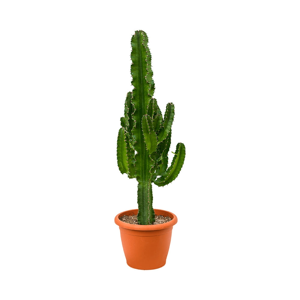 Cactus Candelabru African Trigona, tulpini verzi, aspect sculptural, fara spini, usor de ingrijit - 80 cm