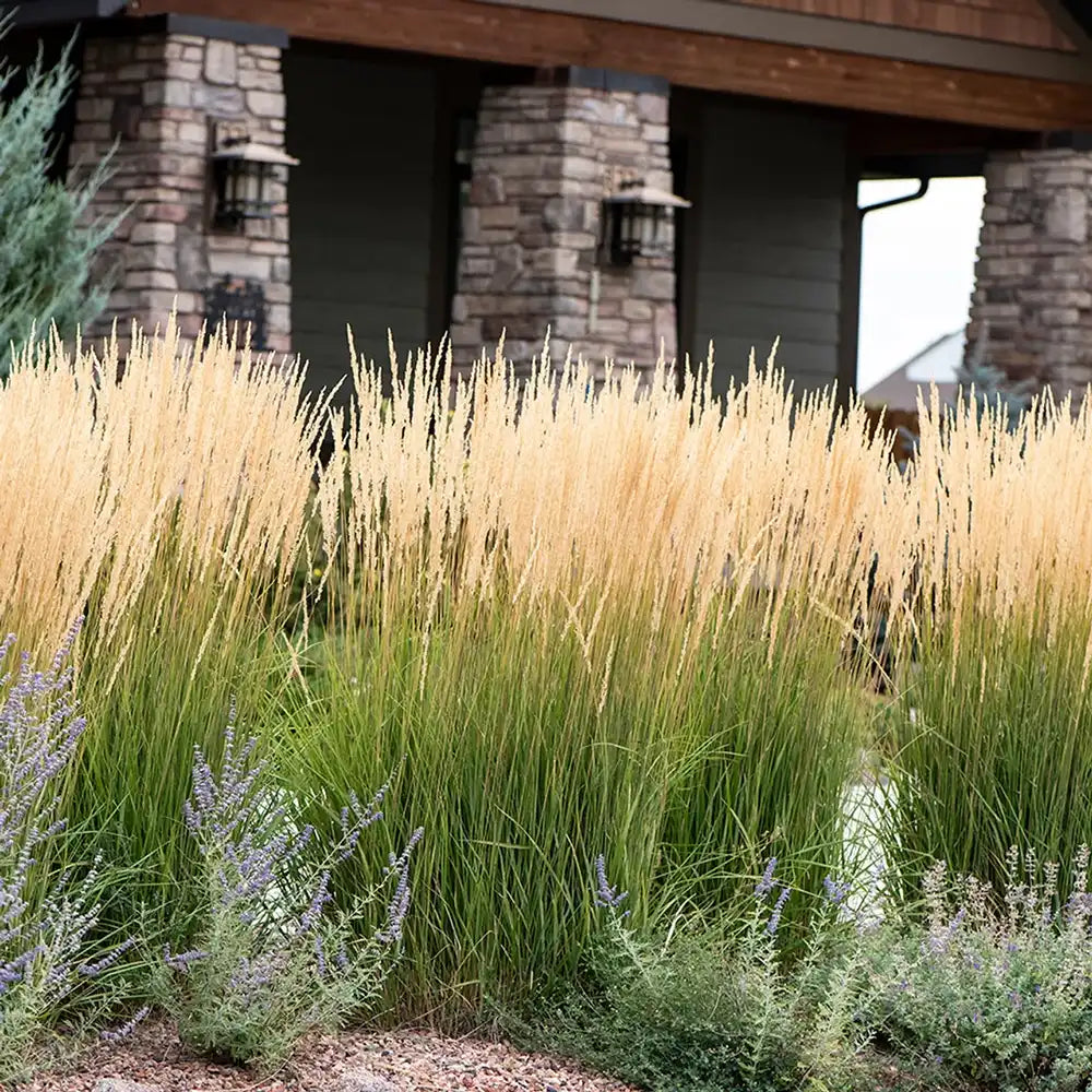 Iarba Ornamentala Karl Forster (Calamagrostis acutiflora), inflorescente bronz, eleganta si inalta, multiplu premiat