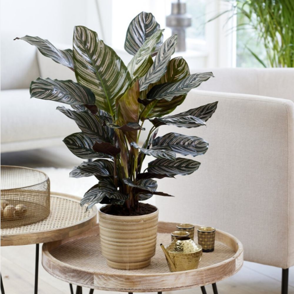 Planta Care Se Roaga (Calathea Ornata), 90 cm, planta de interior tropicala cu frunze verzi si dungi roz, dos mov