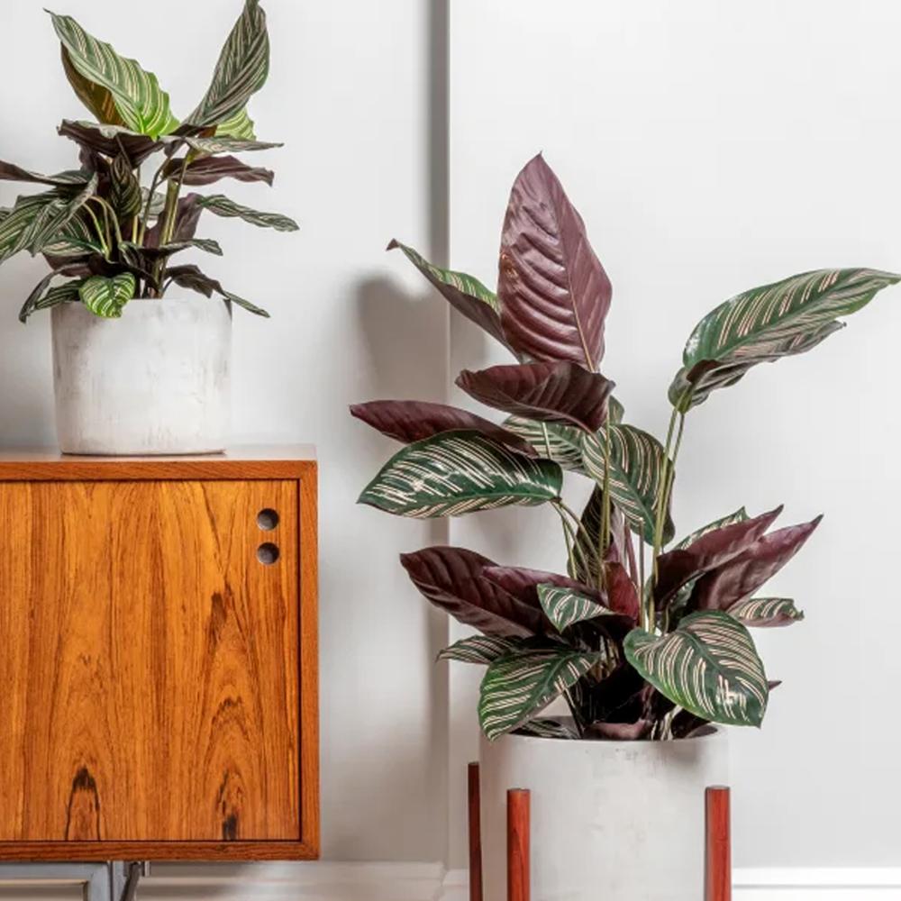 Planta Care Se Roaga (Calathea Ornata), 90 cm, planta de interior tropicala cu frunze verzi si dungi roz, dos mov
