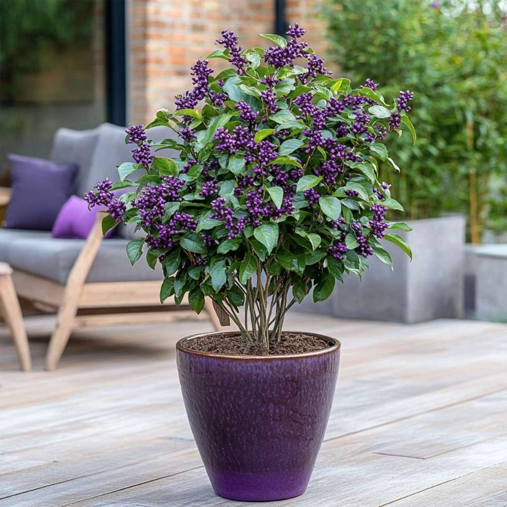 Callicarpa Bodinieri Profusion, Callicarpa Bodinieri Profusion arbust decorativ cu fructe violet-roz, rezistent la ger, crestere rapida