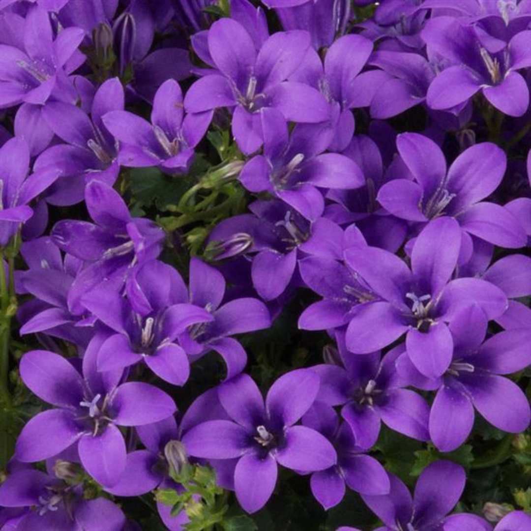 Clopotel purpuriu (Campanula) Intense Purple, planta perena cu flori mov-violet, inflorire lunga rezistenta frig