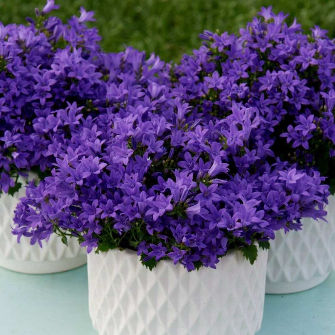 Clopotel purpuriu (Campanula) Intense Purple, planta perena cu flori mov-violet, inflorire lunga rezistenta frig