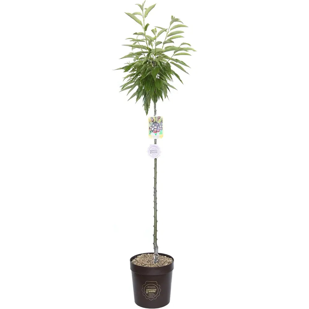 Castan Comestibil (Castanea Sativa) Marrone Castel Del Rio, cu castane gustoase, an 2 pe rod