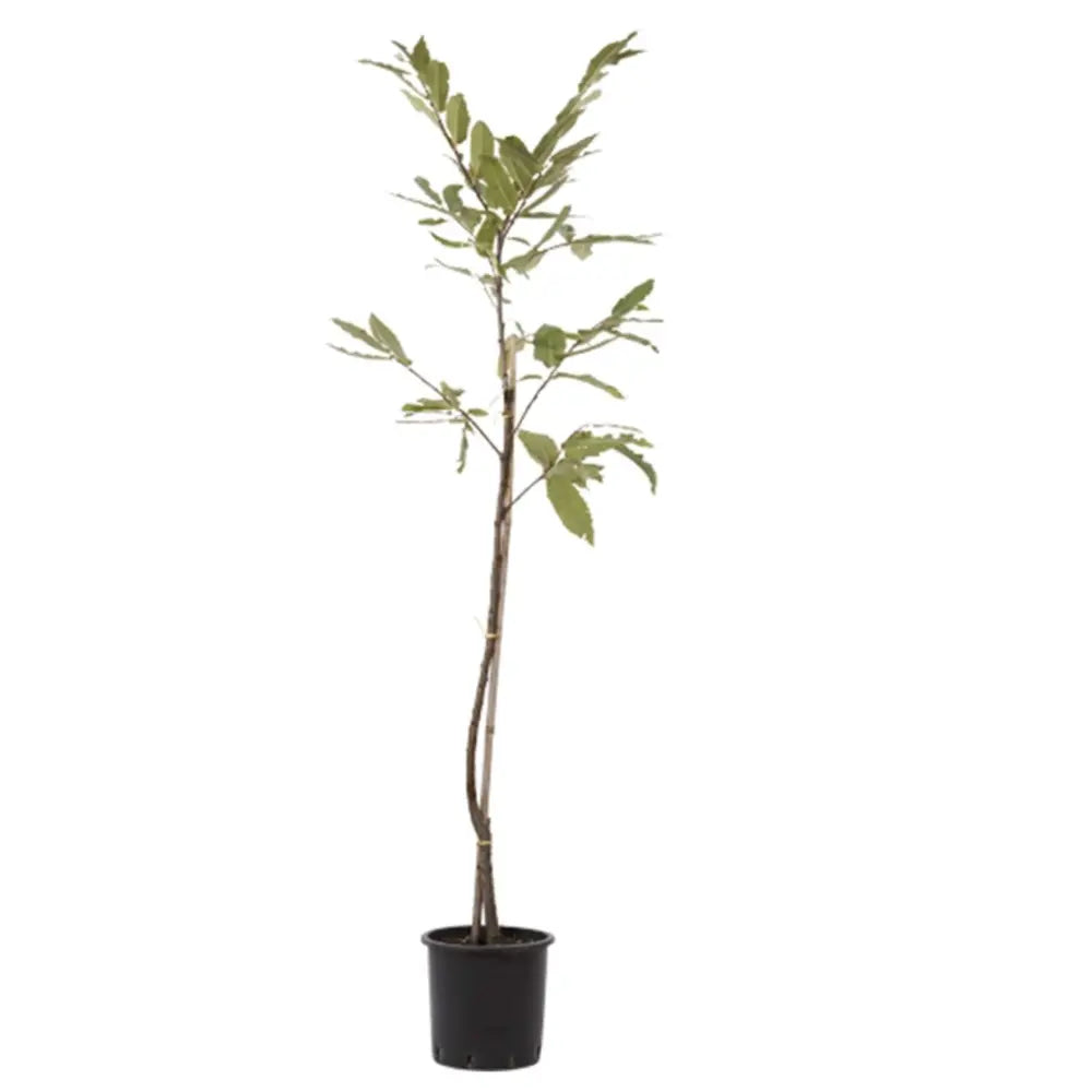Castan Comestibil (Castanea Sativa) Marubia Di Cuneo, cu castane gustoase, an 2 pe rod