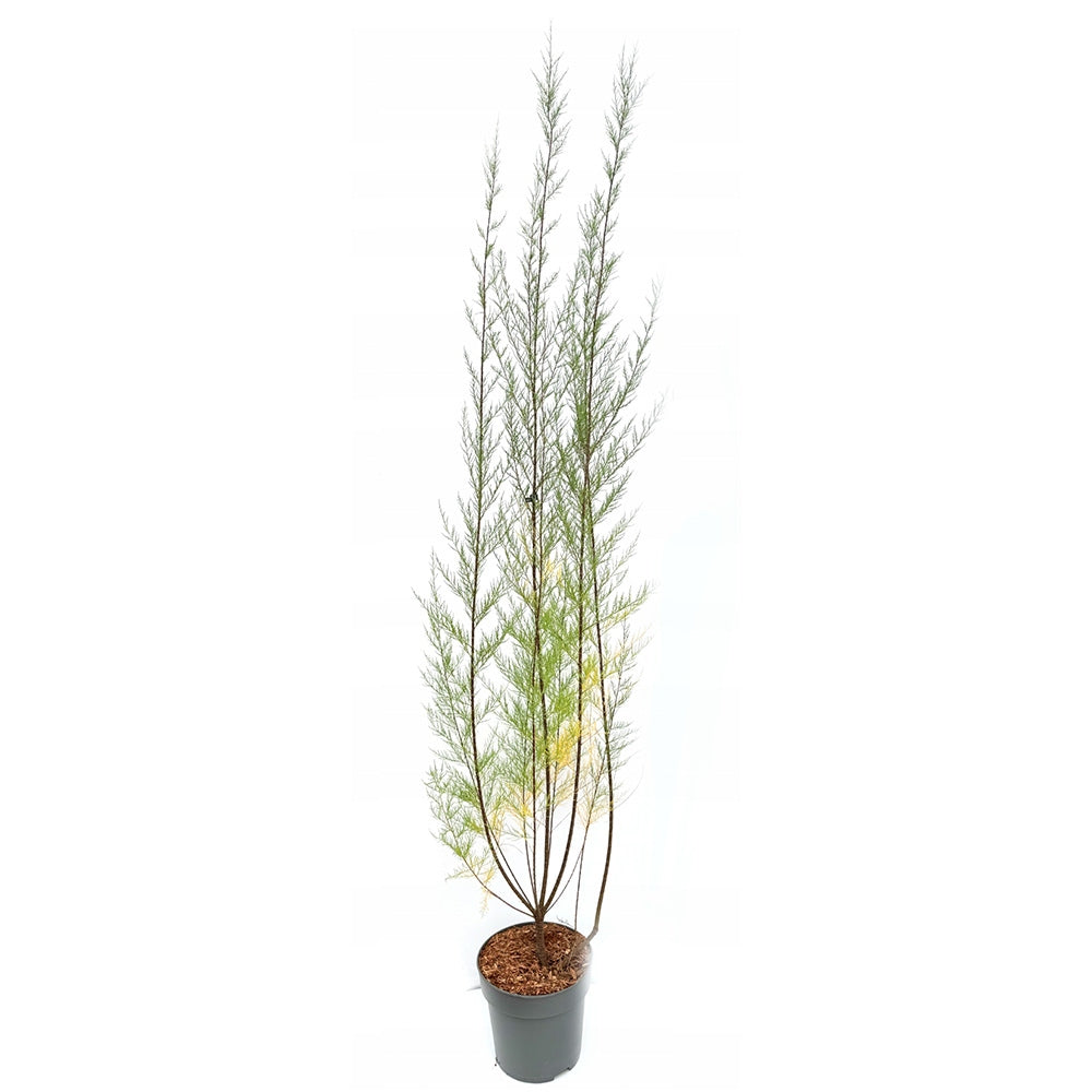 Catina Rosie (Tamarix Tetrandra) Rubra, decorativa cu flori roz-rosiatii, rezistenta la seceta si frig, iubitoare de soare, crestere rapida