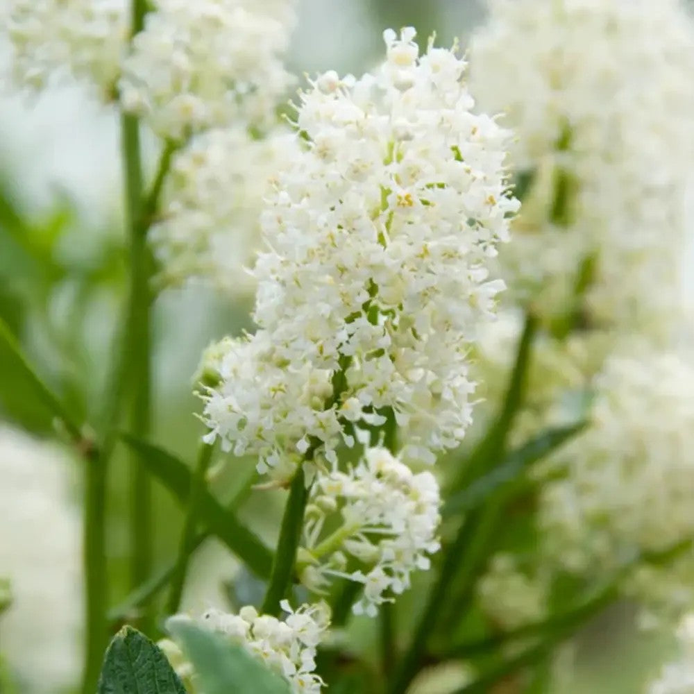 Kaliforniai orgona Ceanothus 'Millerton Point' – intenzív kék virágú örökzöld cserje