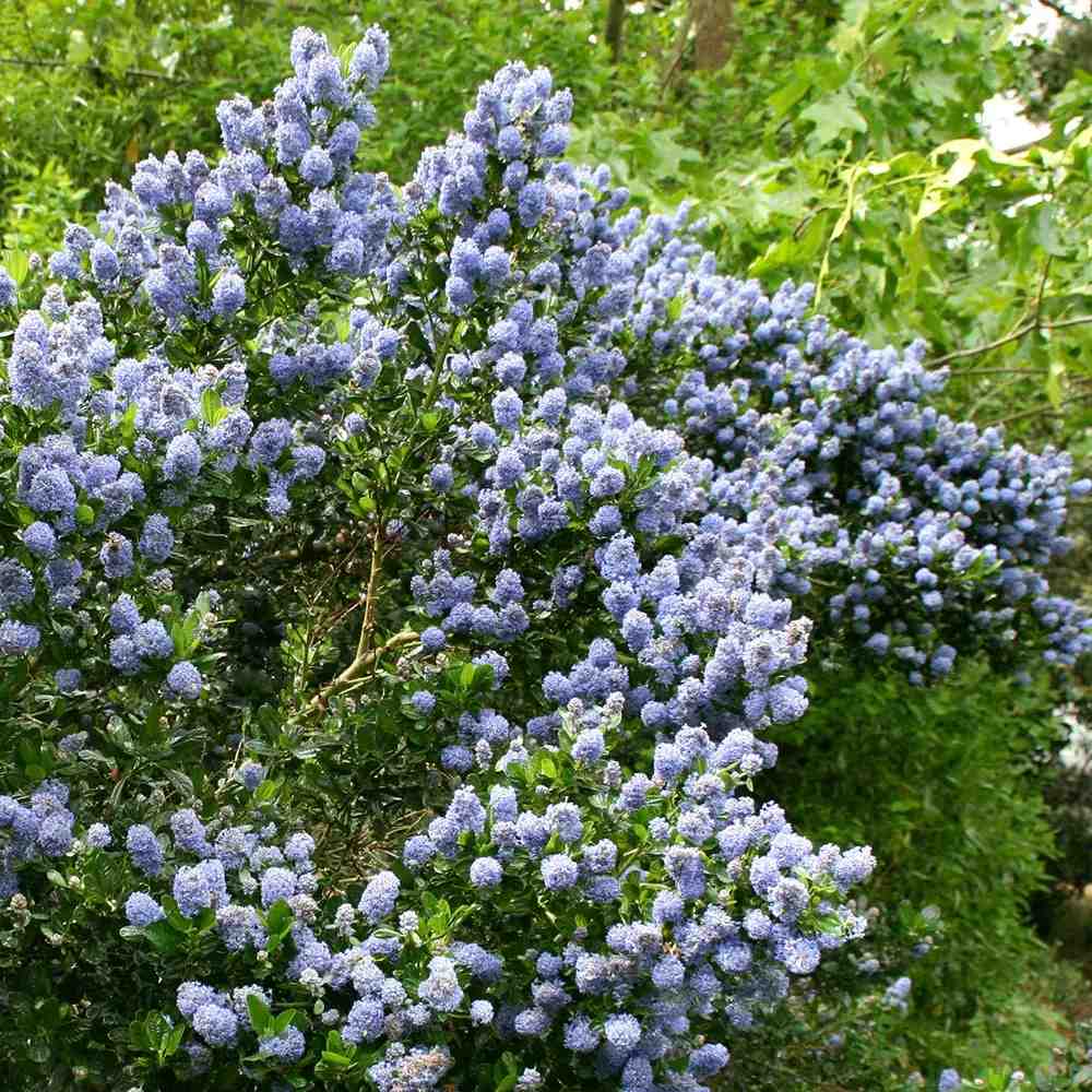 Kaliforniai orgona Ceanothus 'Skylark' – bőséges kék virágzású örökzöld díszcserje