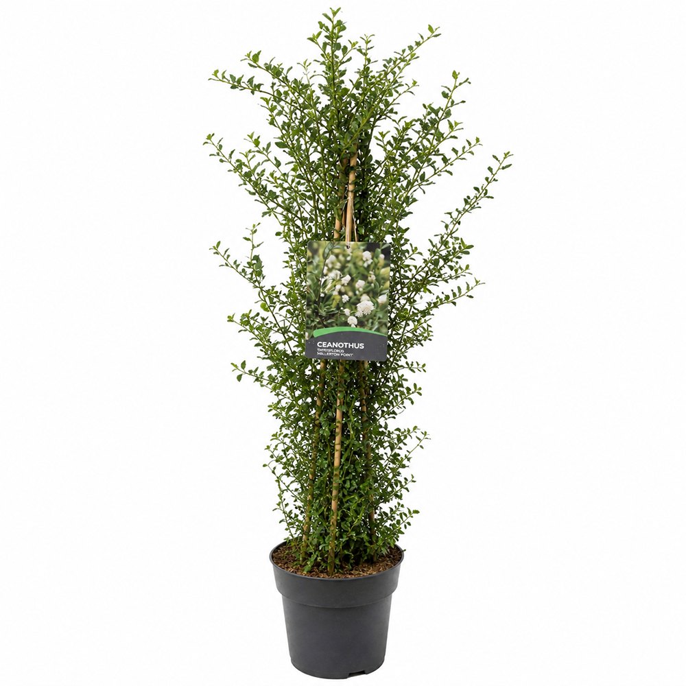 Kaliforniai orgona Ceanothus 'Millerton Point' – intenzív kék virágú örökzöld cserje