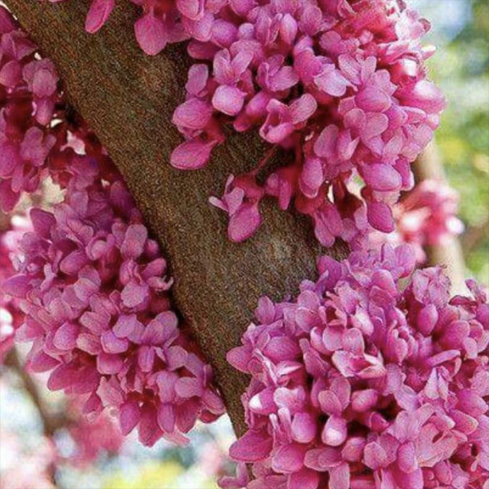Júdásfa (Cercis Canadensis), látványos rózsaszín virágok közvetlenül a száron és az ágakon, szív alakú levelek, tökéletes árnyékolóknak