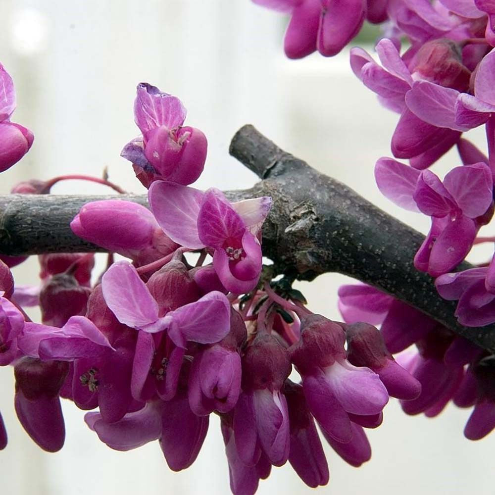 Júdásfa (Cercis Canadensis), látványos rózsaszín virágok közvetlenül a száron és az ágakon, szív alakú levelek, tökéletes árnyékolóknak