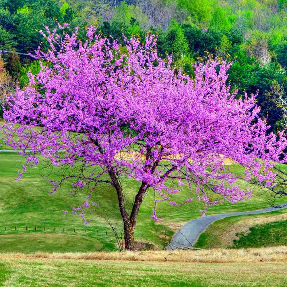 Júdásfa (Cercis Canadensis), látványos rózsaszín virágok közvetlenül a száron és az ágakon, szív alakú levelek, tökéletes árnyékolóknak