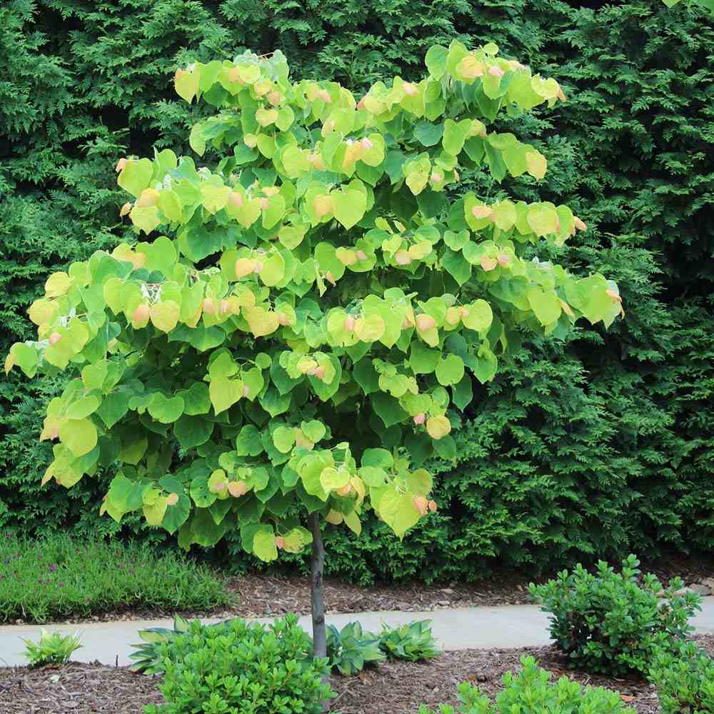 Júdásfa (Cercis Canadensis), látványos rózsaszín virágok közvetlenül a száron és az ágakon, szív alakú levelek, tökéletes árnyékolóknak