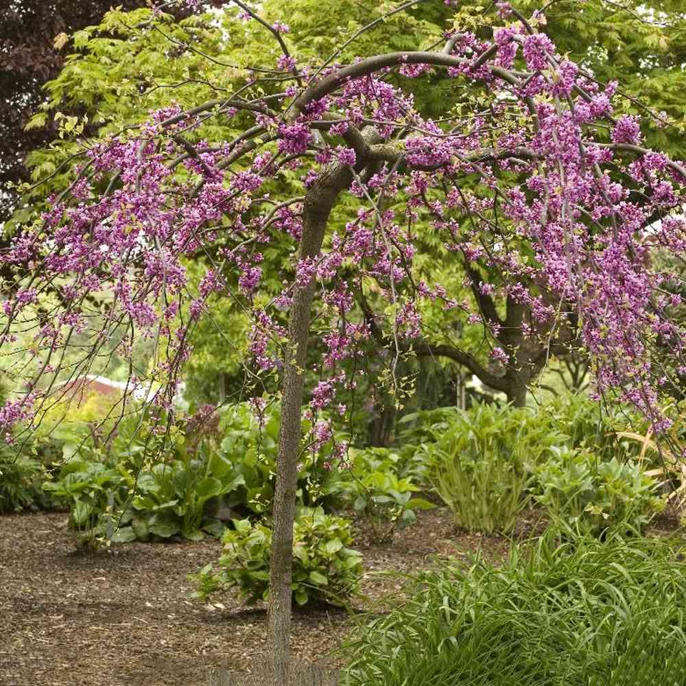Arborele lui Iuda Plangator Lavender Twist, cu flori roz-mov si direct pe tulpina si ramuri, crengi arcuite pletosi, pentru gradini mici