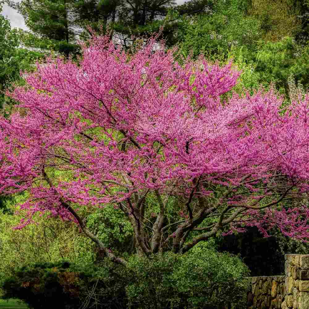 Arborele Lui Iuda Roz (Cercis siliquastrum), arbore ornamental cu frunze purpurii spectaculoase inimioase, Inflorire roz-violacee si direct pe tulpina si ramuri