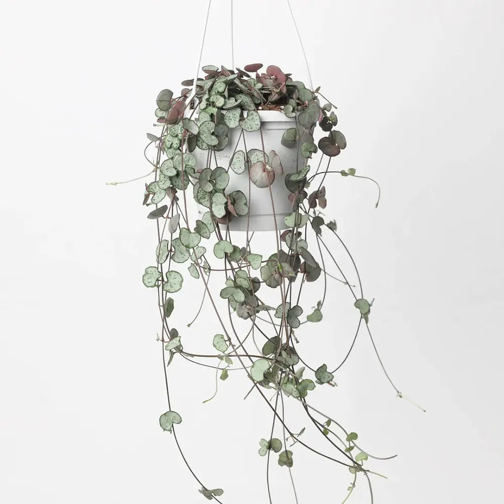 Lantul Inimilor Silver Glory (Ceropegia Woodii), 70 cm, frunze in forma de inima,argintii, usor de ingrijit
