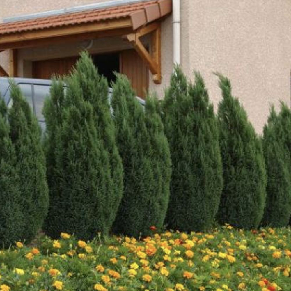 Chiparos Columnaris Ellwoodii, conifer decorativ albastru-verzui, vesnic verde, forma columnara, rezistent la ger