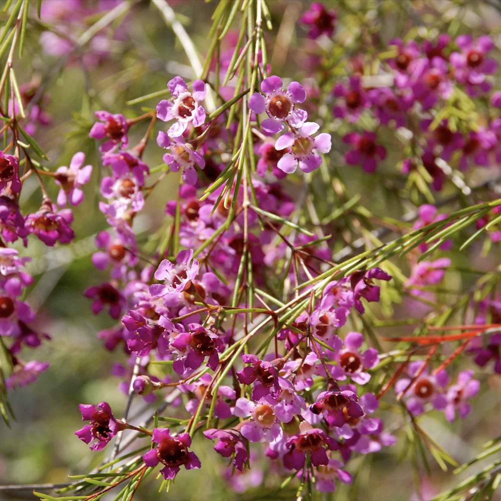 Viaszvirág (Chamelaucium uncinatum) – illatos, örökzöld ausztrál cserje teraszra