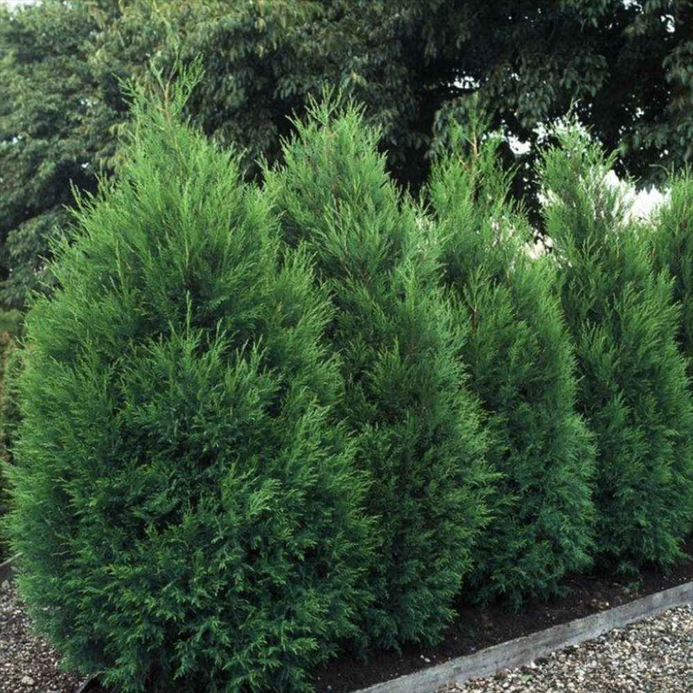 Chiparos Leylandii Blue Jeans, cu frunzis albastru-verzui, gard viu vesnic verde