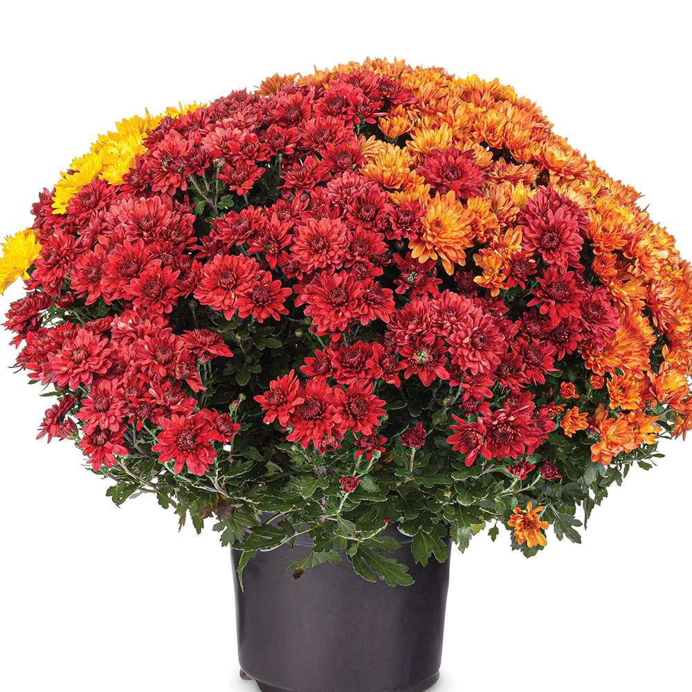 Crizantema Trio Colormix - Glob de 20-23 cm