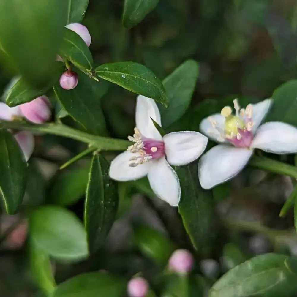 Kaviar citrom (Citrus australasica) – gyöngyös pulpájú egzotikus gyümölcs, örökzöld, teraszra – 40/50 cm