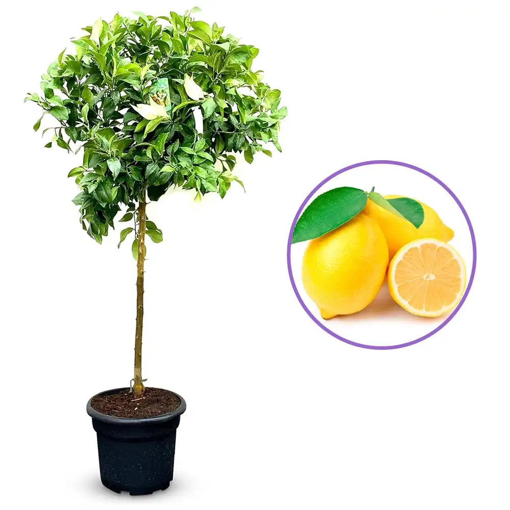 Pom Lamai (Citrus Limon), 140-160 cm, fructifer decorativ, autofertil, fructe galbene, parfumate, an 3 pe rod