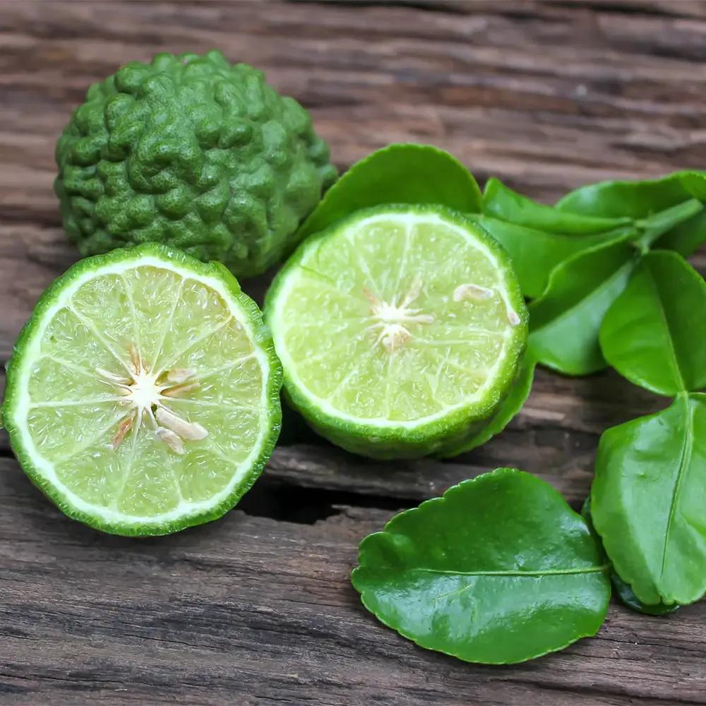 Kaffir lime (Citrus hystrix) – illatos levelű, egzotikus citrusfa cserépbe és teraszra