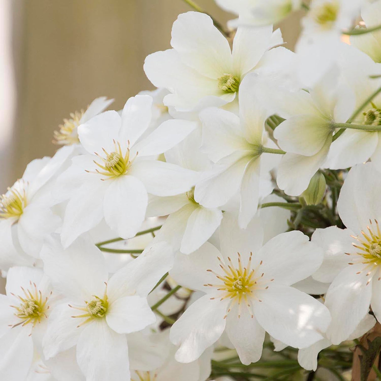 Clematis Avalanche, cu Flori Albe Cataratoare