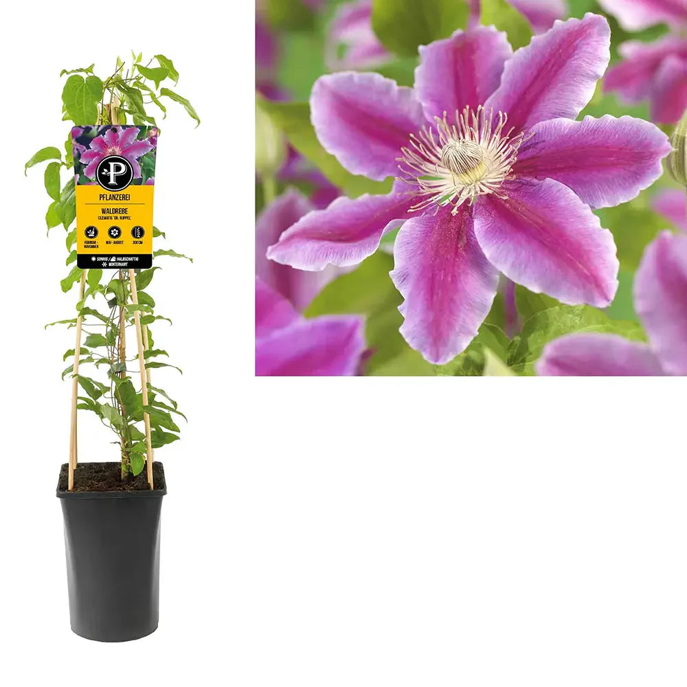 Clematis (Clematita) Dr. Ruppel, planta cataratoare cu flori spectaculoase roz deschis cu dungi bordo, inflorire abundenta vara