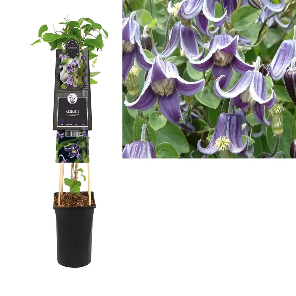 Clematis (clematita) Fascination, planta cataratoare cu flori spectaculoase albastre in forma de clopot, inflorire abundenta vara