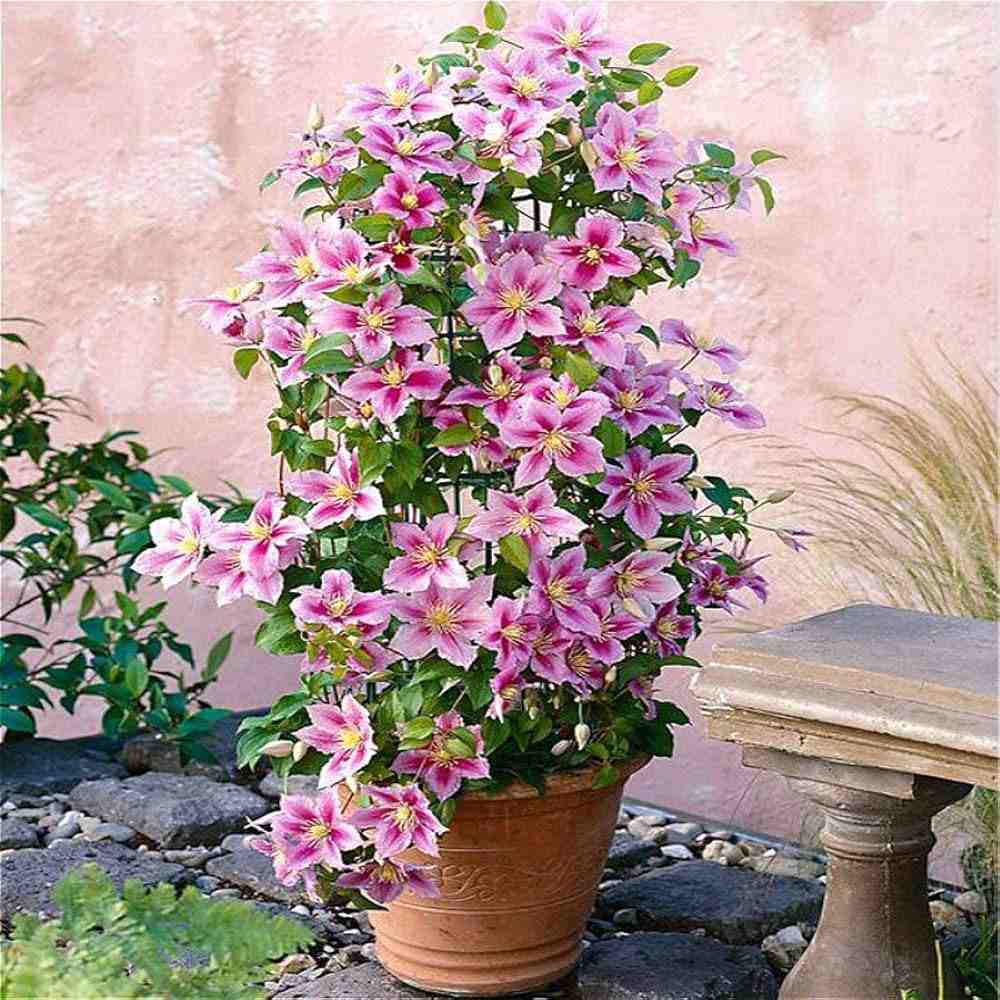Clematis (Clematita) Piilu, planta cataratoare cu flori duble roz deschis, inflorire abundenta vara, premiat