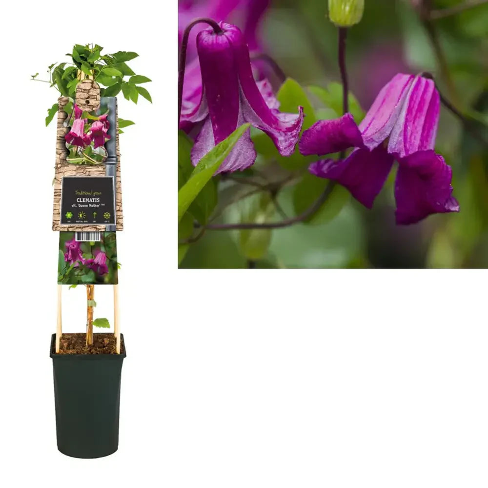 Clematis (Clematita) Queen Mother, planta cataratoare cu flori spectaculoase roz-purpuriu in forma de clopot, inflorire abundenta vara
