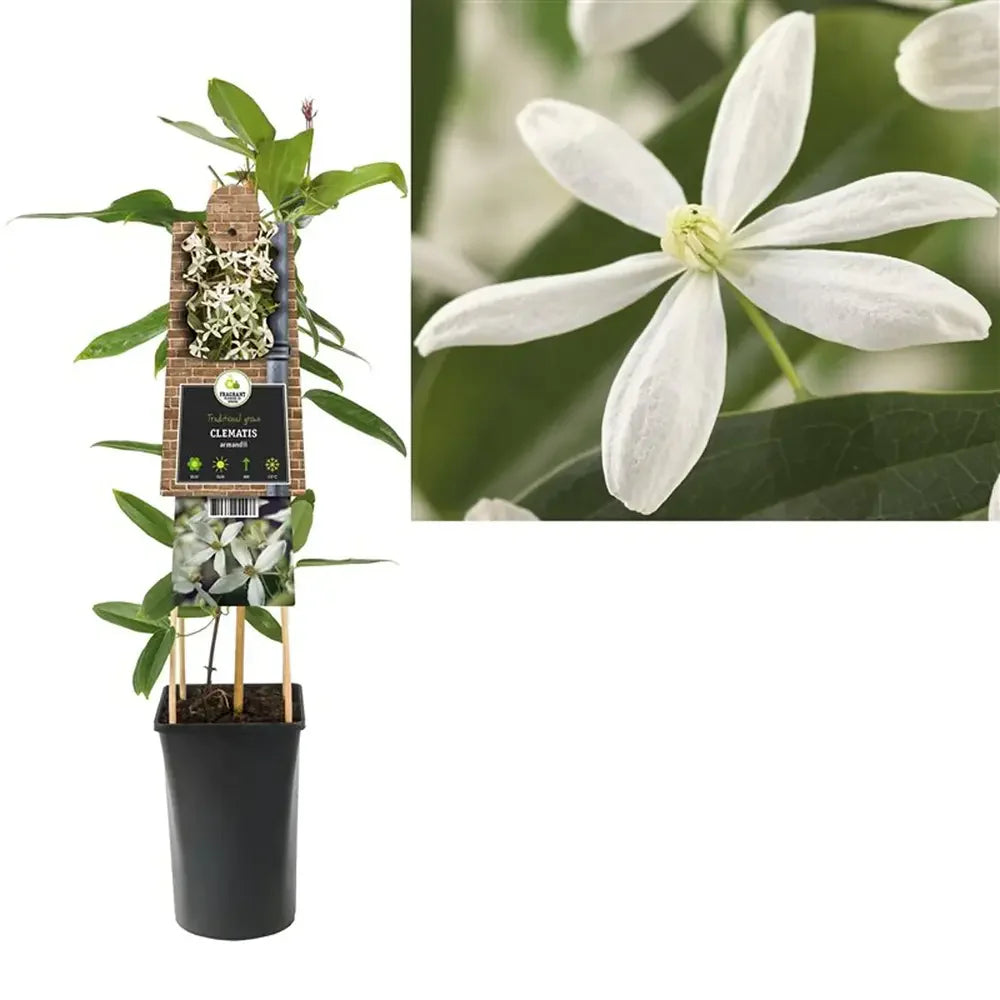 Clematis Armandii, planta cataratoare cu flori duble spectaculoase albe catifelate, parfumate, semi vesnic verde, inflorire abundenta vara