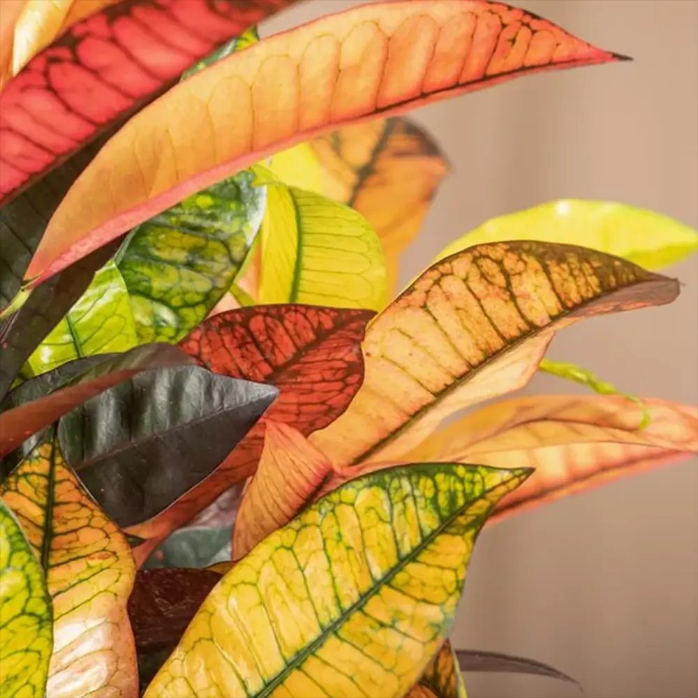 Croton Codiaeum Variegatum Mrs. Iceton, 30 cm, planta de apartament exotica cu frunze rosii portocalii galbene