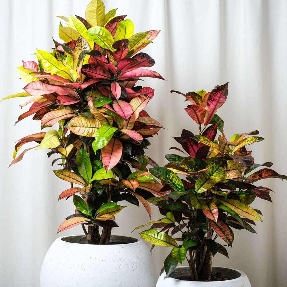 Croton Codiaeum Variegatum Mrs. Iceton, 30 cm, planta de apartament exotica cu frunze rosii portocalii galbene