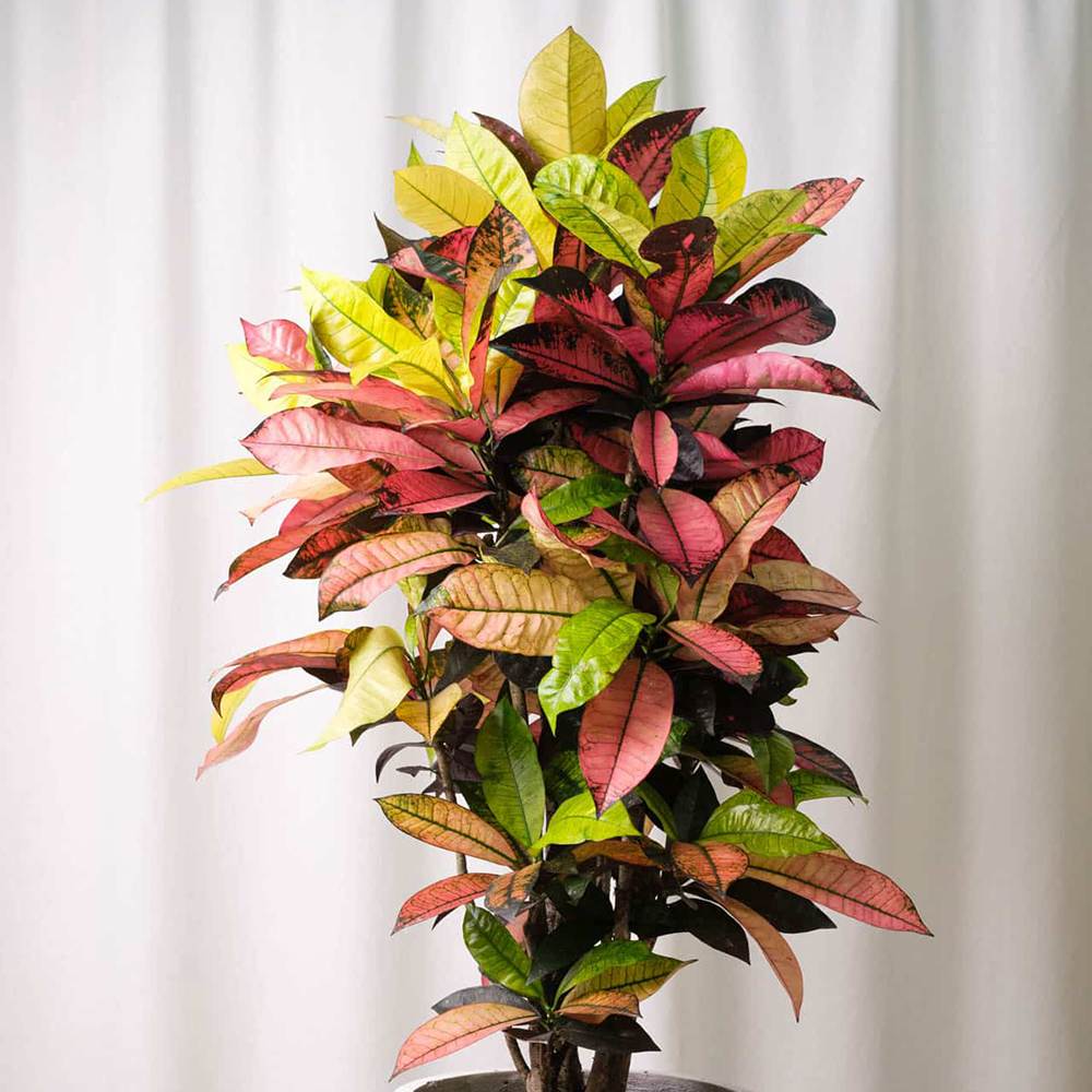 Croton Codiaeum Variegatum Mrs. Iceton, 30 cm, planta de apartament exotica cu frunze rosii portocalii galbene