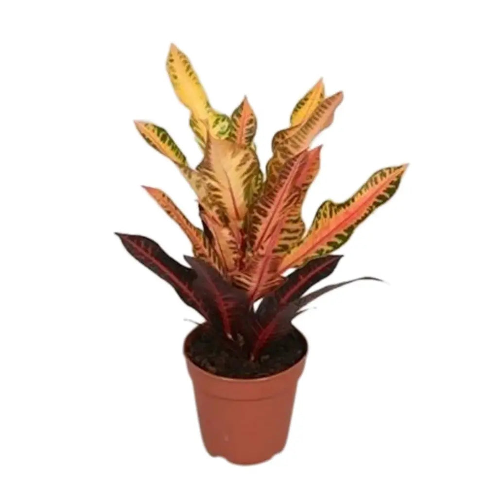 Croton Codiaeum Variegatum Mrs. Iceton, 30 cm, planta de apartament exotica cu frunze rosii portocalii galbene