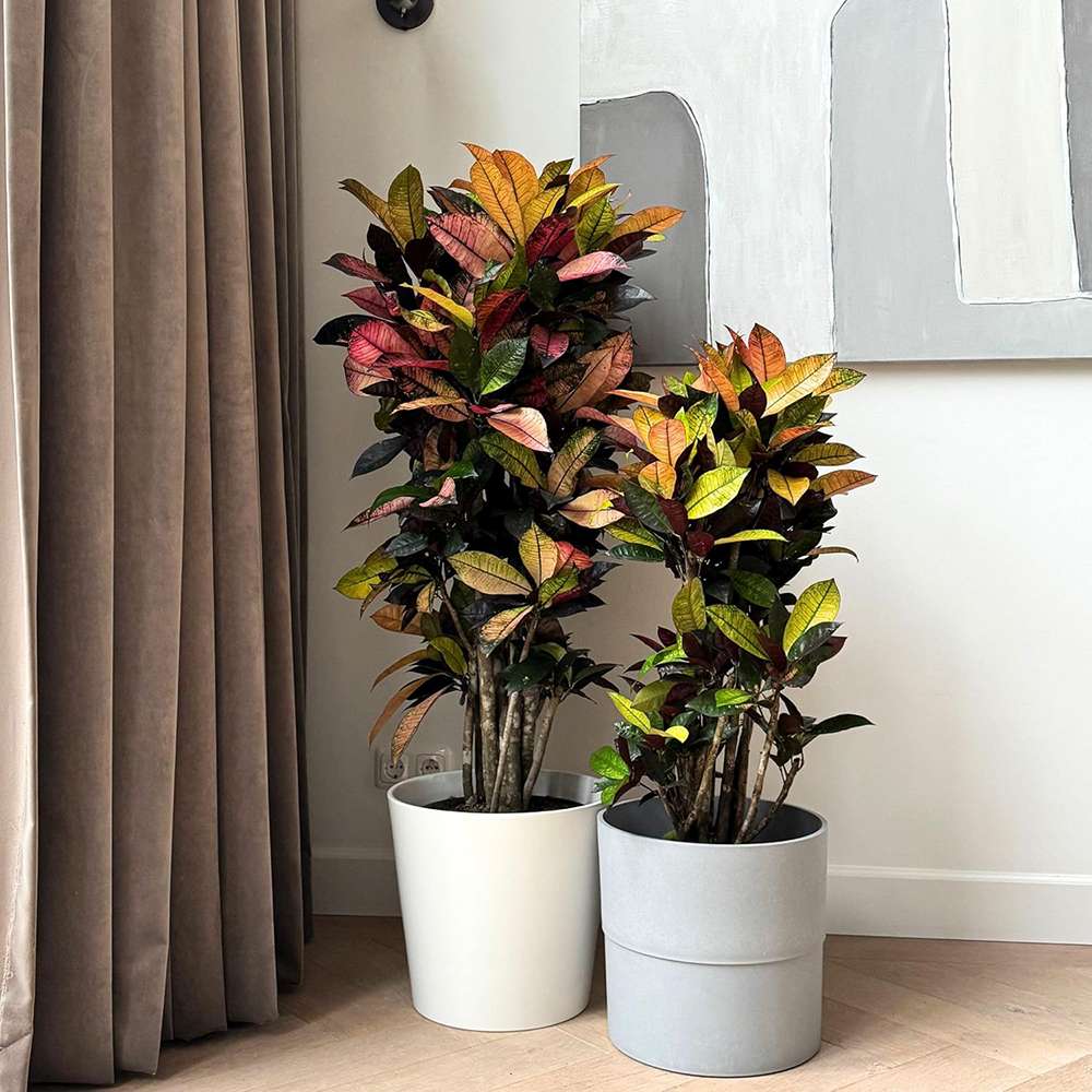 Croton Codiaeum Variegatum Mrs. Iceton, 30 cm, planta de apartament exotica cu frunze rosii portocalii galbene