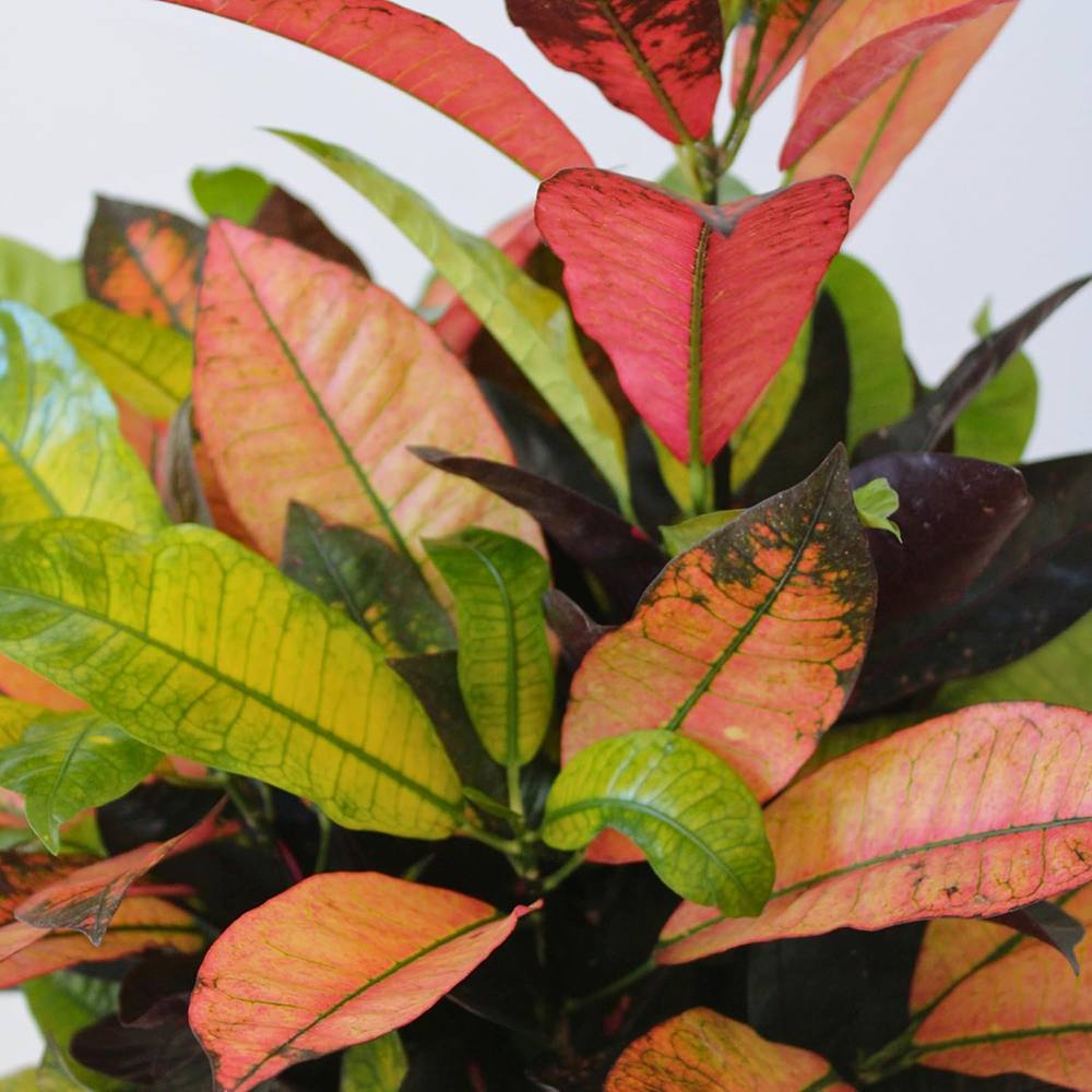 Croton Codiaeum Variegatum Mrs. Iceton, 30 cm, planta de apartament exotica cu frunze rosii portocalii galbene