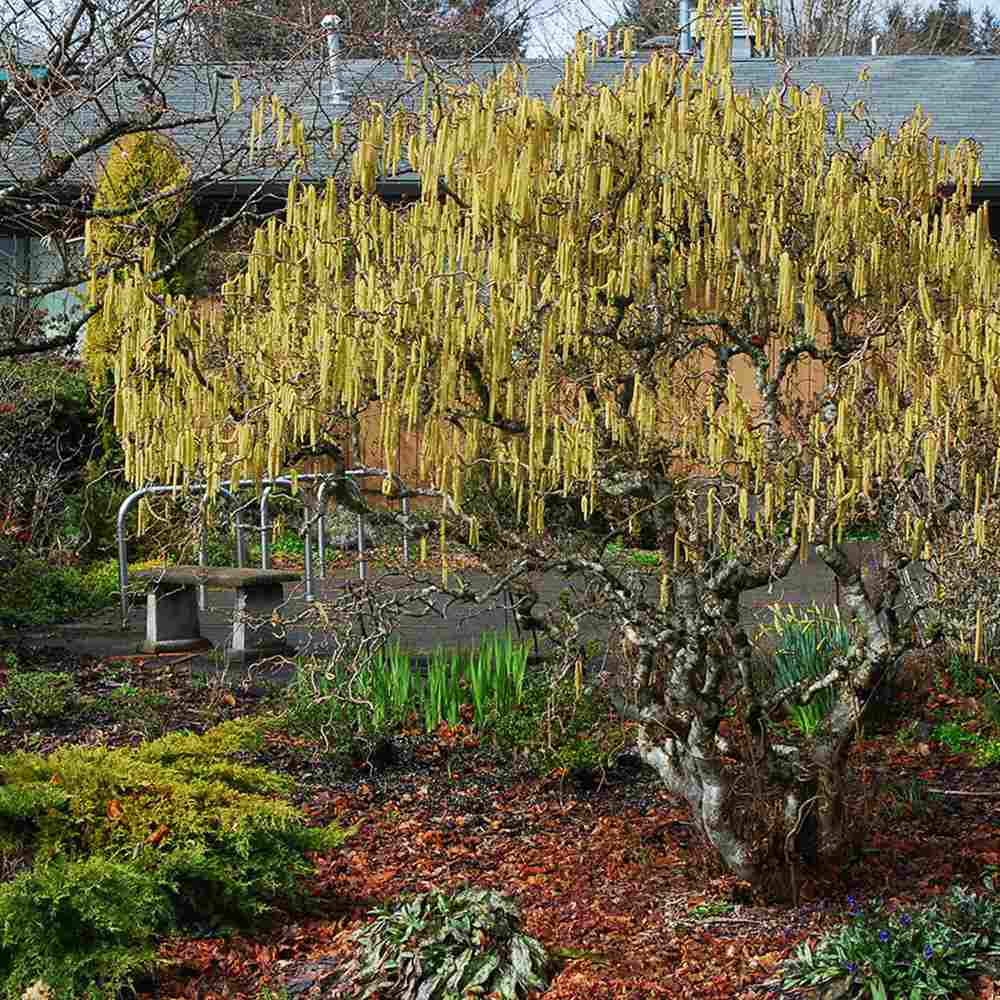 Csavart mogyoró Contorta (Corylus avellana) – dekoratív, csavart ágú cserje, ehető mogyoróval, fagytűrő, kertbe