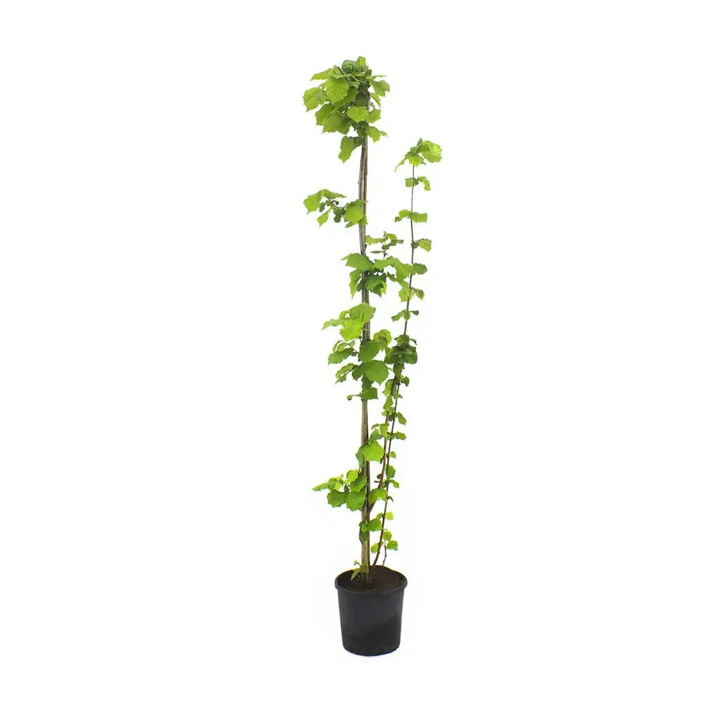 Alun Gentile Tonda Romana (Corylus avellana), cu gust dulce-nucos, an 2 pe rod