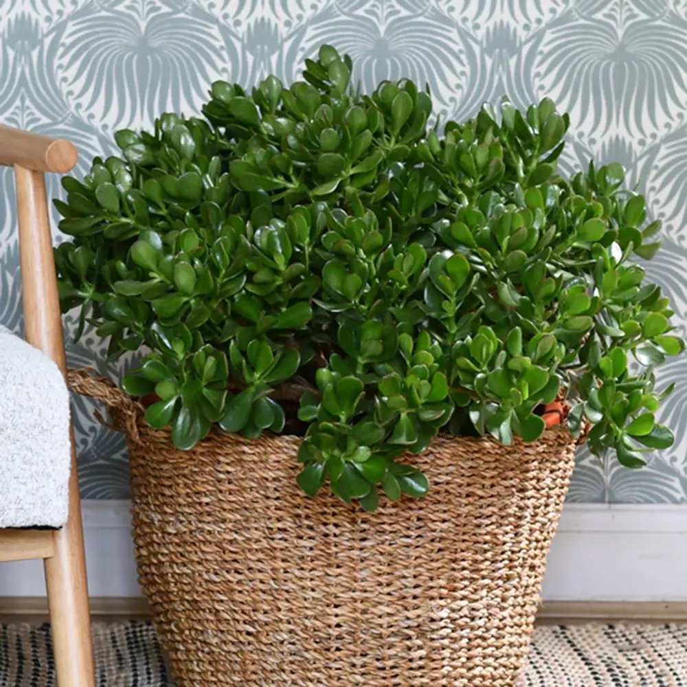 Arborele de Jad Norocos (Crassula Ovata), 60 cm, planta suculenta decorativa, cadou usor de ingrijit