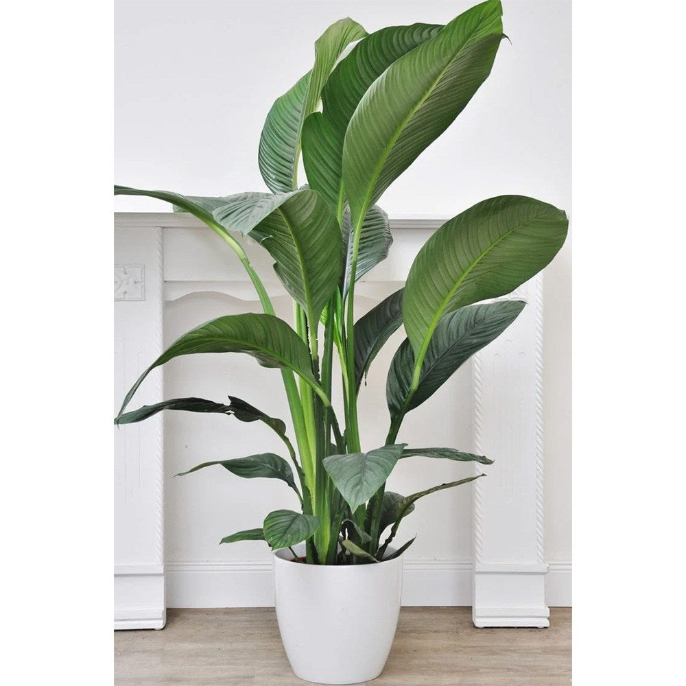 Crinul Pacii Spathiphyllum Sensation, planta de interior cu flori albe elegante si frunze verzi lucioase, purificator natural de aer - 160 cm