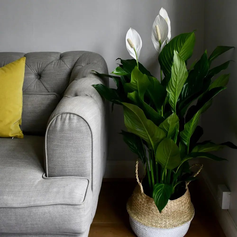 Crinul Pacii Spathiphyllum Sensation, planta de interior cu flori albe elegante si frunze verzi lucioase, purificator natural de aer - 160 cm