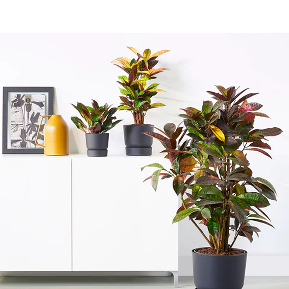 Croton Codiaeum Variegatum Mrs. Iceton - 60 cm